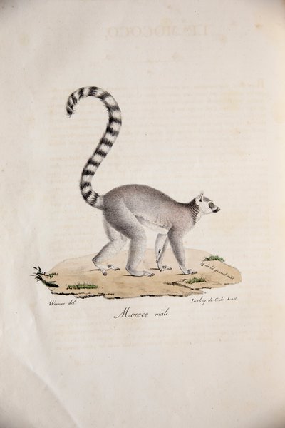 Ring-tailed Lemur, from Histoire Naturelle des Mammifères, with original figures, by Étienne Geoffroy Saint-Hilaire & Frédéric Cuvier, 1824-42 by French School